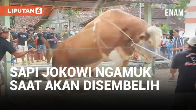 Sapi Kurban Jokowi di Blora Ngamuk Saat Akan Disembelih