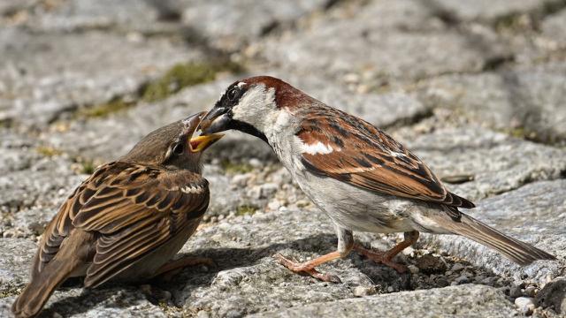 Ilustrasi Burung Pipit