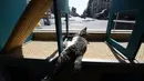 Seekor kucing sedang bersantai di sebuah tempat yang memang sengaja dirancang untuk kenyamanan kucing yang berkunjung ke Cat Cafe, New york, Amerika Serikat (AFP PHOTO/Emmanuel Dunand)