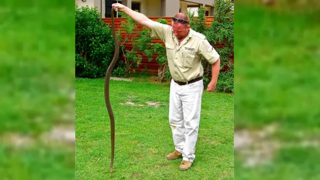 Seekor ular cokelat (Pseudonaja textilis) yang tertangkap berada di rumah warga. (Sumber Facebook/Gold Coast and Brisbane Snake Catcher)
