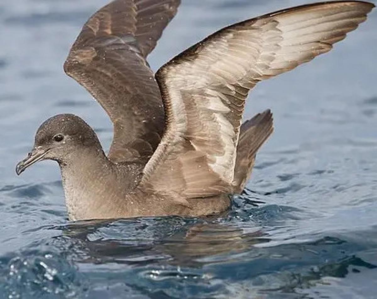 Ilmuwan Syok, Perut Burung Bunyi 'Kemresek' Akibat Makan 778 Potong Plastik