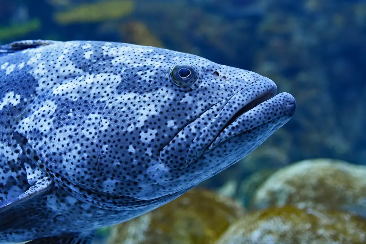 Ikan - Vania