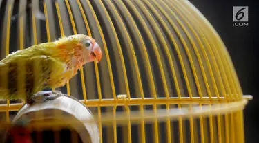 Anakan burung lovebird berusia satu bulan terlihat di dalam sangkar di tempat budidaya Perumahan Pondok Arum, Karawaci, Tangerang, Senin (4/2). Dalam sebulan burung ini mampu bertelur 10 hingga 60 telur tergantung kondisi cuaca. (Merdeka.com/Arie Basuki)