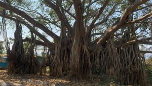 Ilustrasi Pohon Beringin. Photo by Abhijeet Parmar on Unsplash