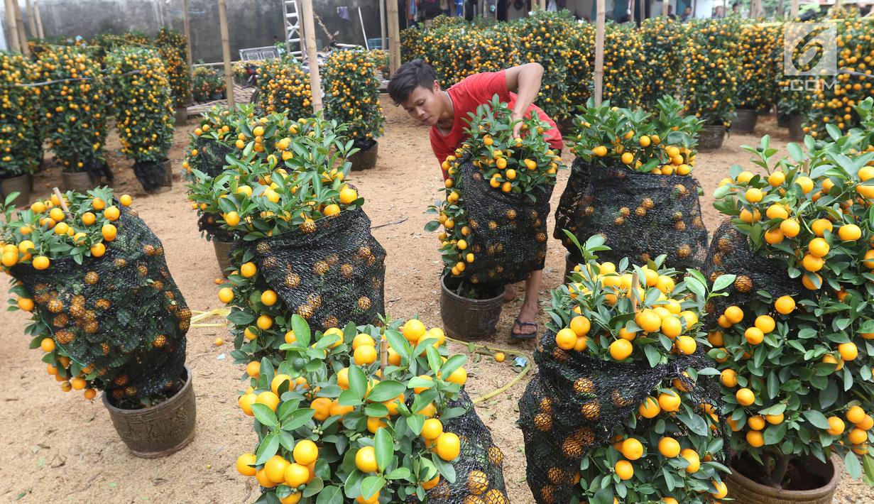 Pekerja menata jeruk kim kit atau jeruk Imlek di Meruya, Jakarta Barat, Sabtu (26/1). Jeruk tersebut sangat diminati oleh warga yang merayakan Imlek karena dipercaya dapat membawa keberuntungan. (Liputan6.com/Angga Yuniar)