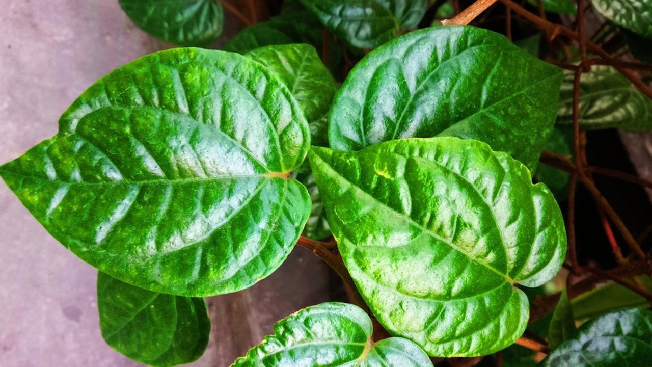Jangan Remehkan Daun Sirih! Ini Manfaat Kesehatannya untuk Anda