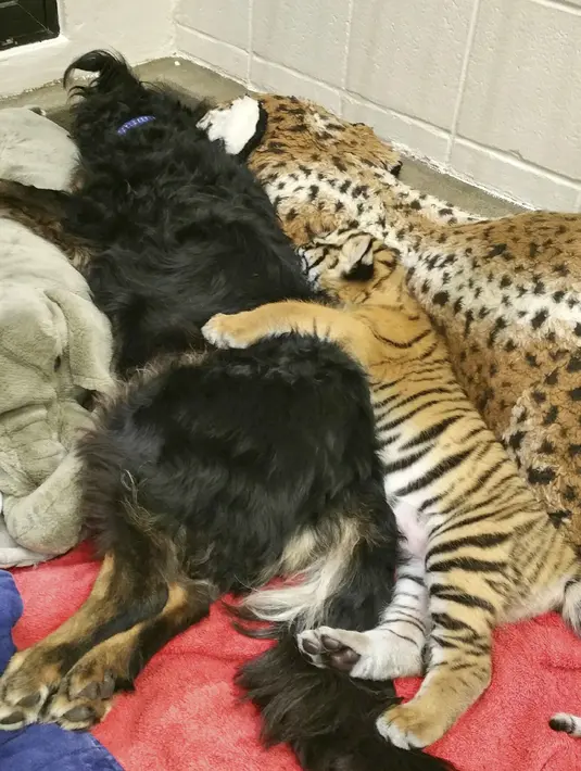 Seekor anjing dan seekor anak harimau di ruang khusus Taman Botani dan Kebun Binatang Cincinnati, AS, Kamis (9/3). Anjing bernama Blakely tersebut menjadi ibu asuh bagi tiga bayi harimau Malaya yang ditolak ibu kandungnya. (Dawn Strasser / AP)