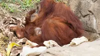 Orangutan Sumatera ini lahir dari induk bernama Reese di Kebun Binatang New Orleans, Amerika Serikat (AP)