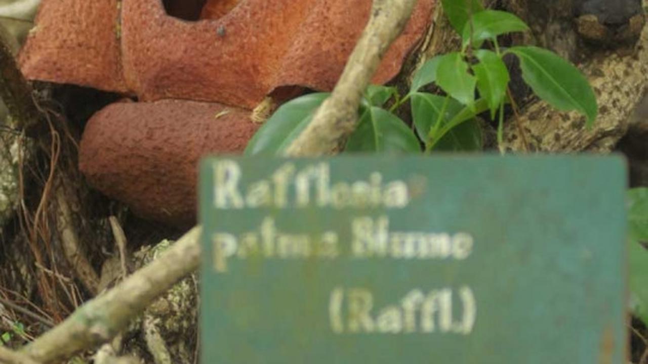 Melihat Rafflesia Patma yang langka tumbuh mekar di Kebun Raya Bogor