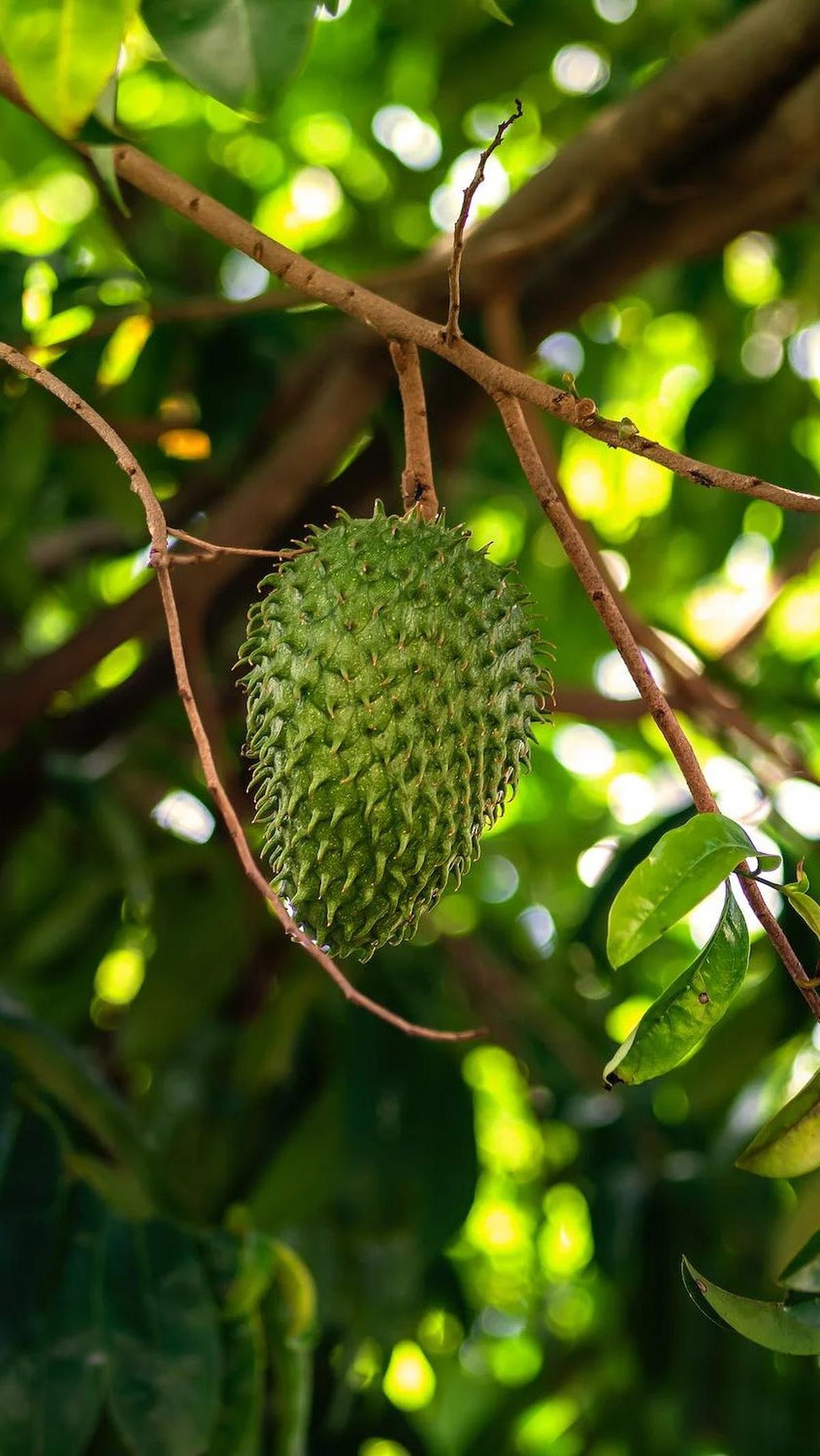Apakah boleh minum air rebusan daun sirsak setiap hari? Konsumsinya justru harus rutin, setiap hari, selama kurun waktu tertentu. Atau dijadikan sebagai rutinitas sehat, layaknya konsumsi minuman kesehatan lainnya.