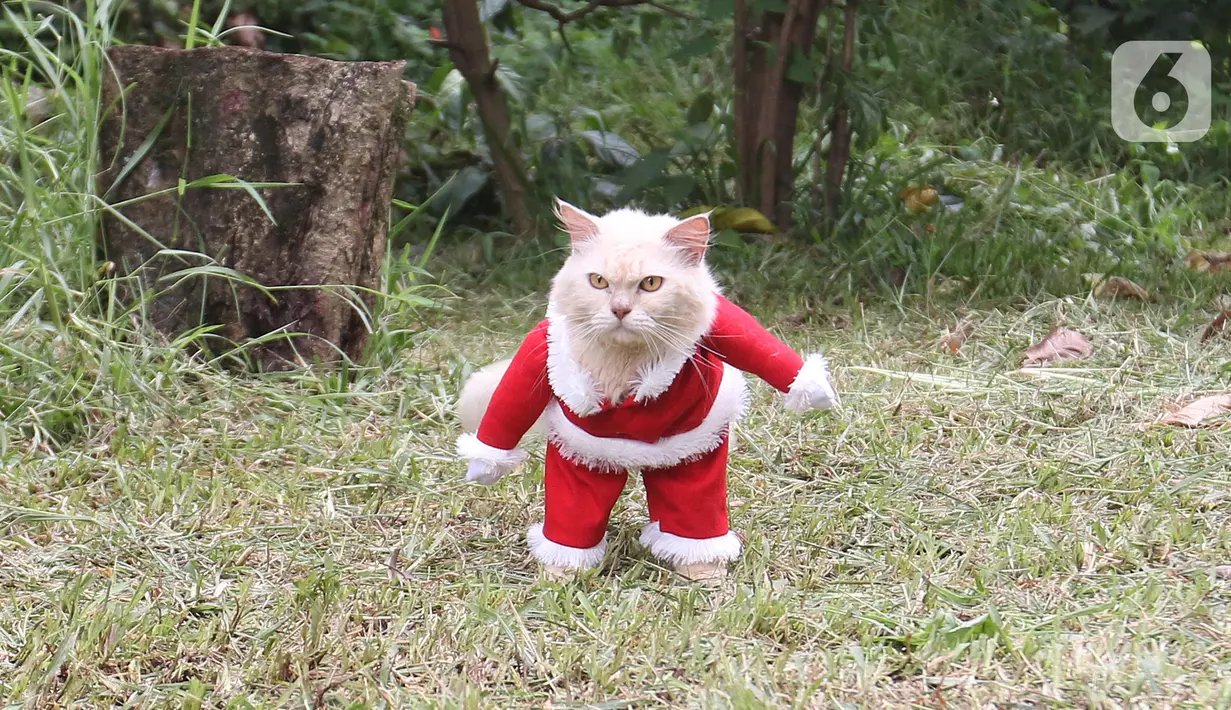 Seekor kucing menggunakan kostum santa claus di rumah industri di Desa Jampang, Kabupaten Bogor, Selasa (8/12/2020). Fredi Lugina Priadi merancang kostum unik untuk kucing seperti baju dokter atau superhero dengan harga yang berkisar dari Rp38 ribu hingga Rp1,5 juta. (Liputan6.com/Herman Zakharia)