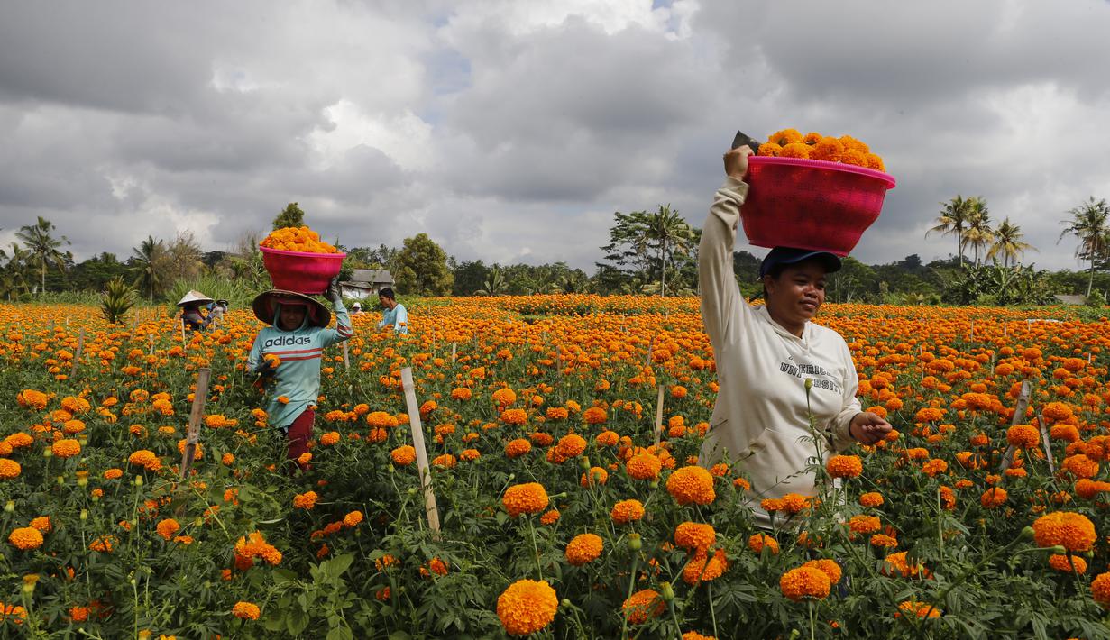 FOTO Menengok Panen Bunga  Marigold  di Bali  News 