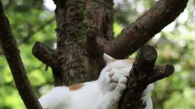 7 Gaya Tidur Kucing Ini Bikin Gemas Maksimal