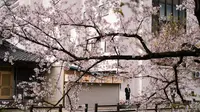 Ilustrasi bunga sakura mekar di Jepang. (dok Evgeny Tchebotarev/pexels.com)