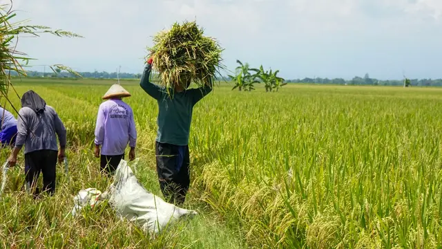 panen ngawi 2