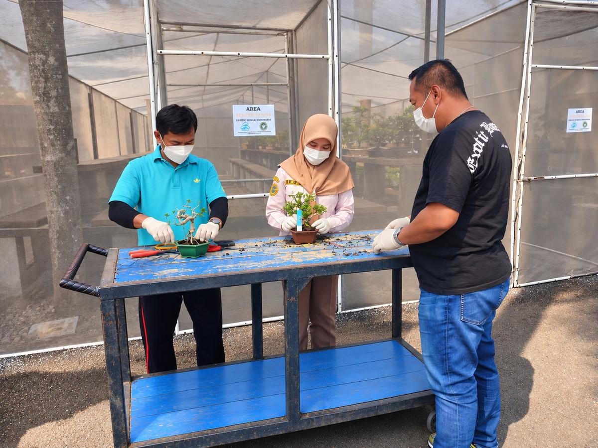 125 bonsai tropis Jawa Tengah diekspor ke luar negeri. (merdeka.com/Danny Adriadhi Utama).