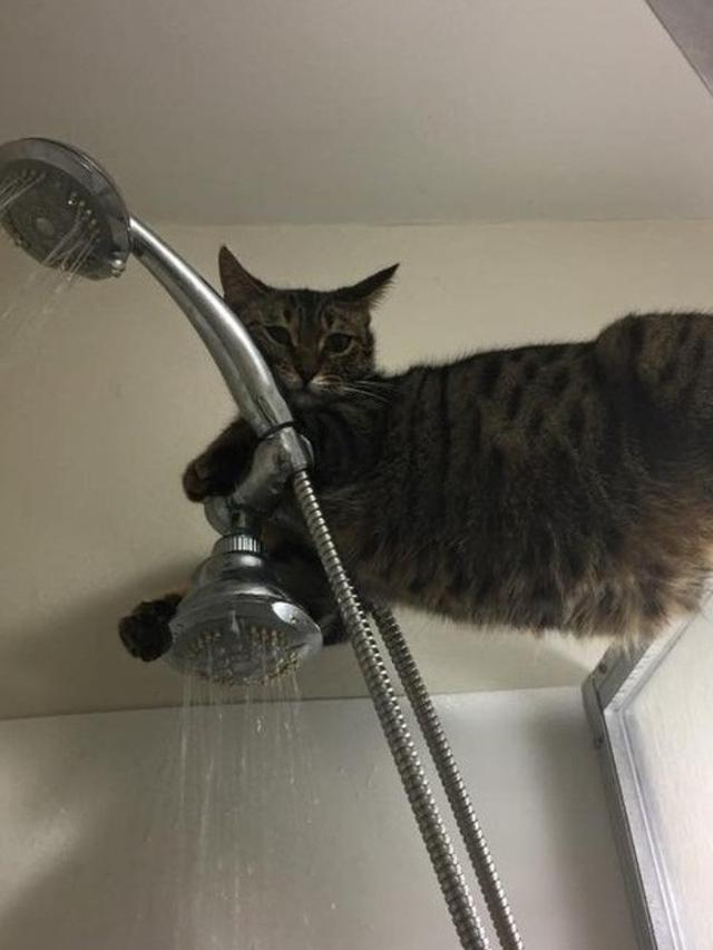 8 Tingkah Nyeleneh Kucing yang Bikin Geleng-Geleng Kepala