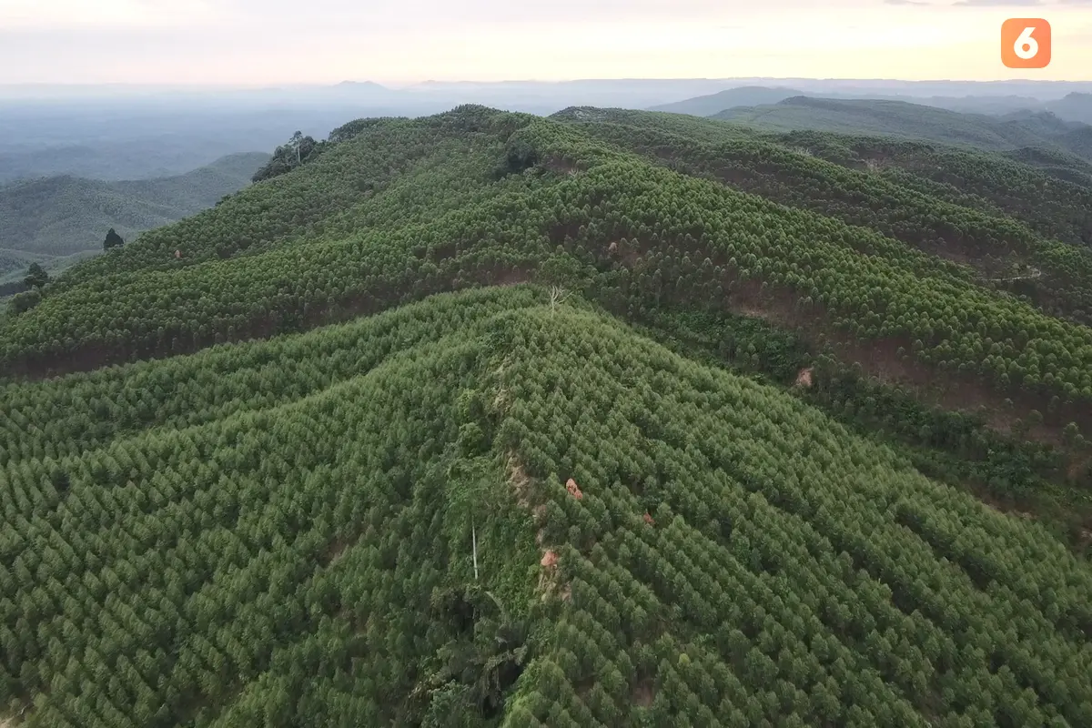 Hutan Tanaman Industri