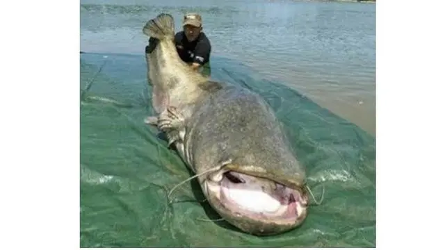 6 Rezeki Tak Terduga Dapat Ikan Seukuran Tubuh Manusia Ini Bikin Melongo