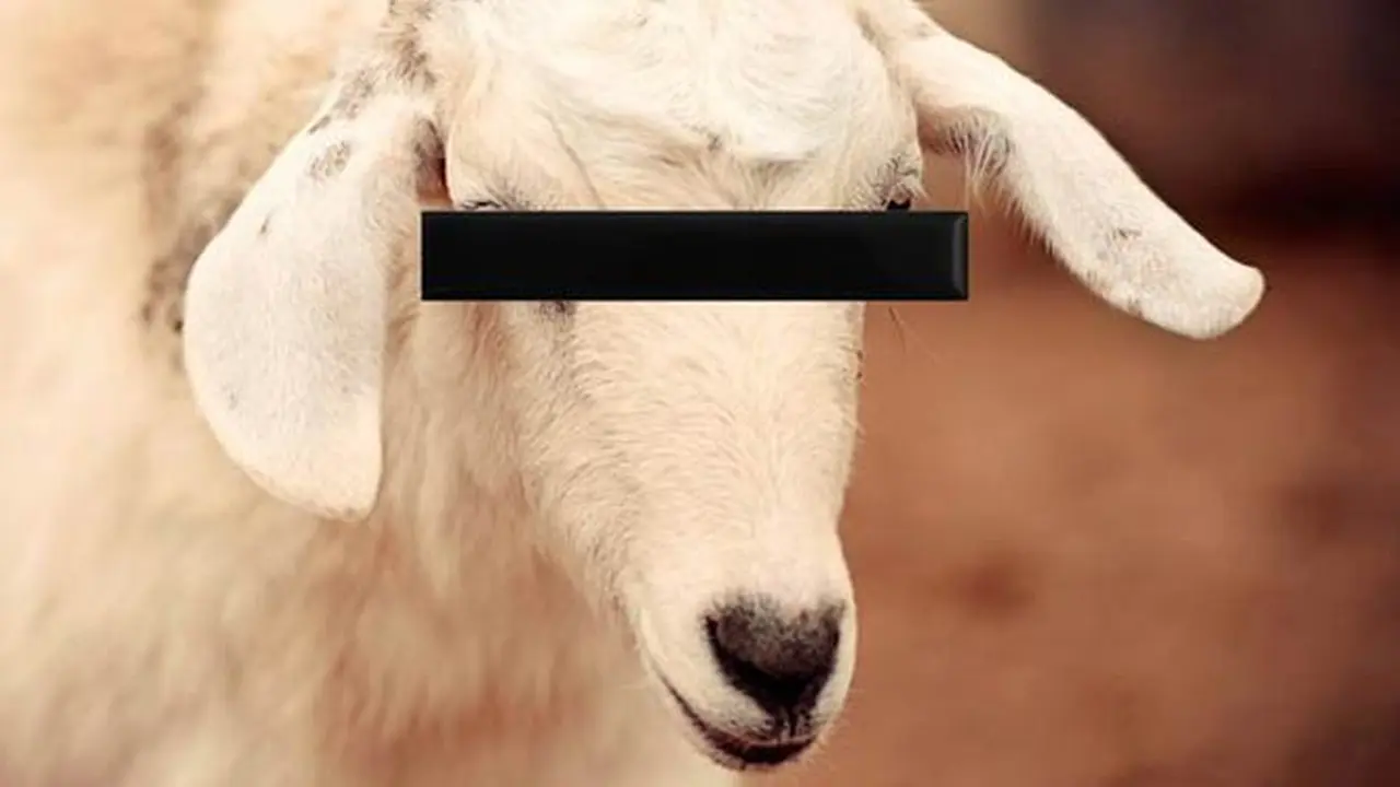 kambing-130913c.jpg