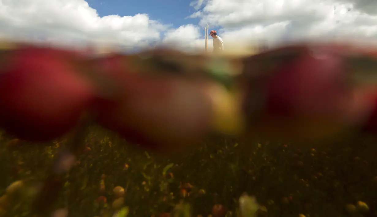 Cass Gilmore memanen cranberry di sebuah rawa di Gilmore Perusahaan Cranberry di Carver, Massachusetts, AS, Senin (14/9). Menurut Asosiasi Petani Cape Cod Cranberry, sekitar 200 juta cranberry tumbuh setiap tahun di Massachusetts.  (REUTERS/Brian Snyder)