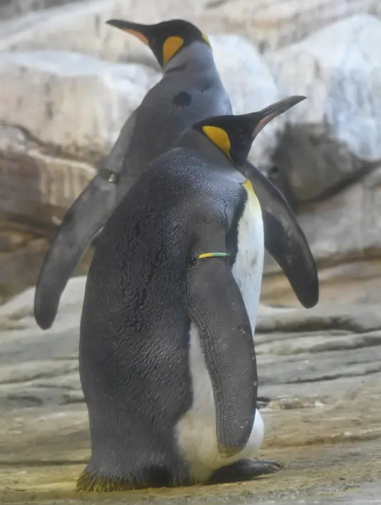 Penguin raja jantan, Skipper (depan) dan pasangan sejenisnya, Ping terlihat dalam kandang mereka di Kebun Binatang Berlin, Kamis (15/8/2019). Pasangan berusia 10 tahun itu dipindahkan dari kebun binatang di Hamburg pada April lalu, dan sejak itu mereka tidak dapat dipisahkan. (Tobias SCHWARZ/AFP)