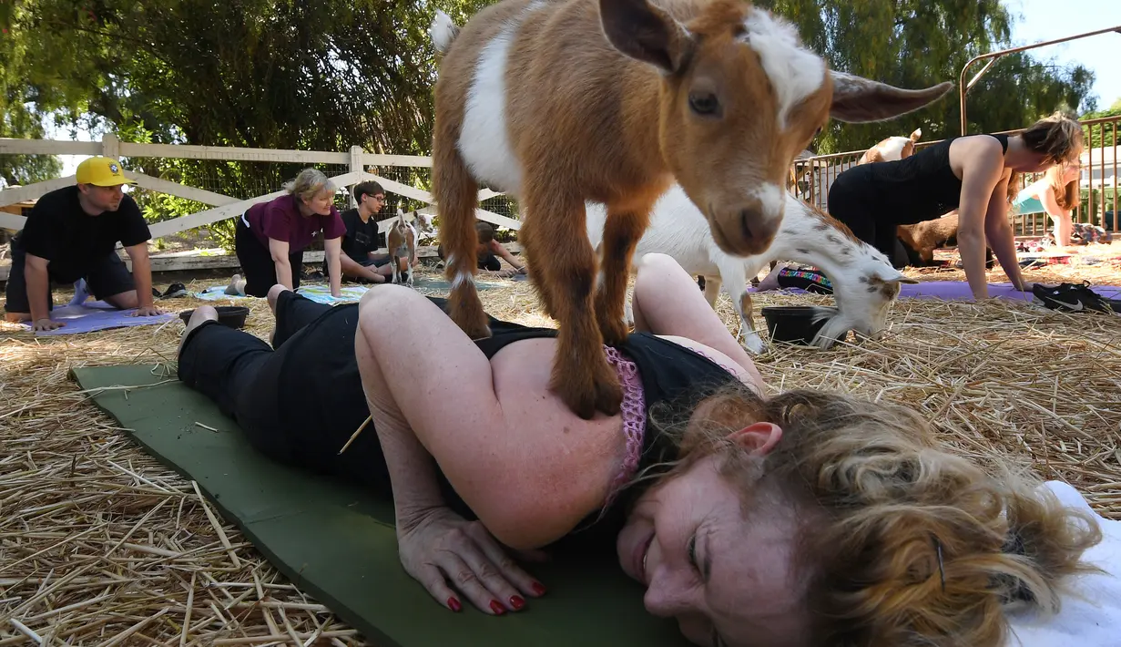 Seorang anak kambing menaiki tubuh peserta kelas "Goat Yoga" atau Yoga Kambing di Thousand Oaks, California (4/6). Kambing-kambing ini terkadang juga menjilati wajah, hingga tidur bersama peserta di atas matras. (AFP Photo/Mark Ralston)
