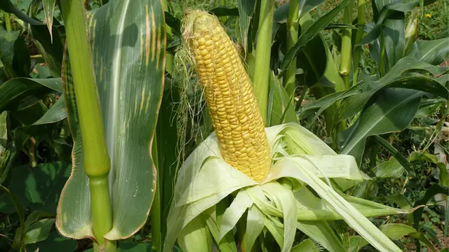 Ilustrasi Jagung