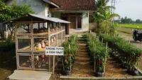 8 Ternak Burung Puyuh dan Cabai Rawit dalam Satu Lahan Kecil yang Menguntungkan