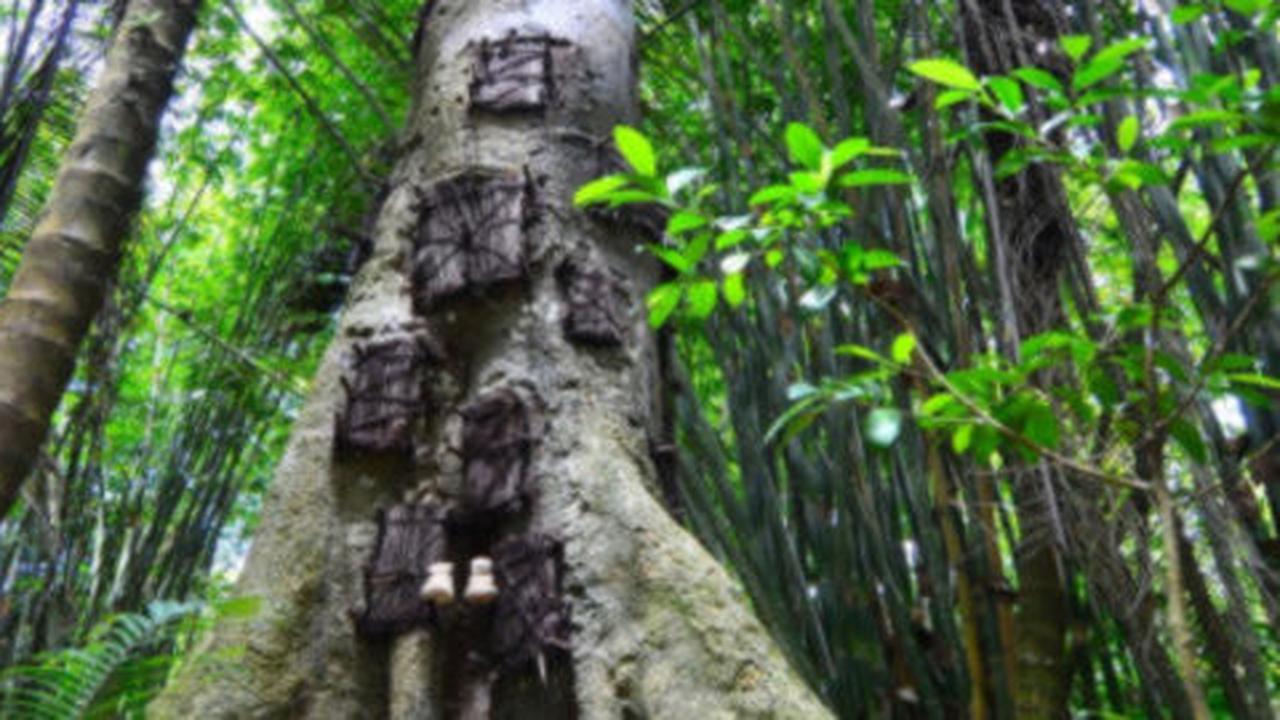 Pohon Tarra, buaian terakhir jenazah bayi-bayi Toraja