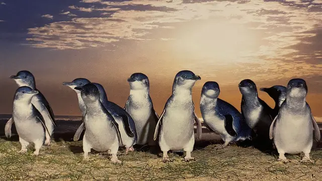 Memantau Kunikan Parade Pinguin Australia di Tepi Pantai