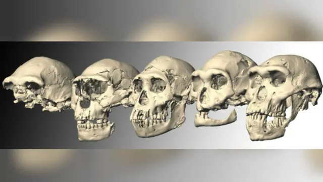 Lima tengkorak Dmanisi