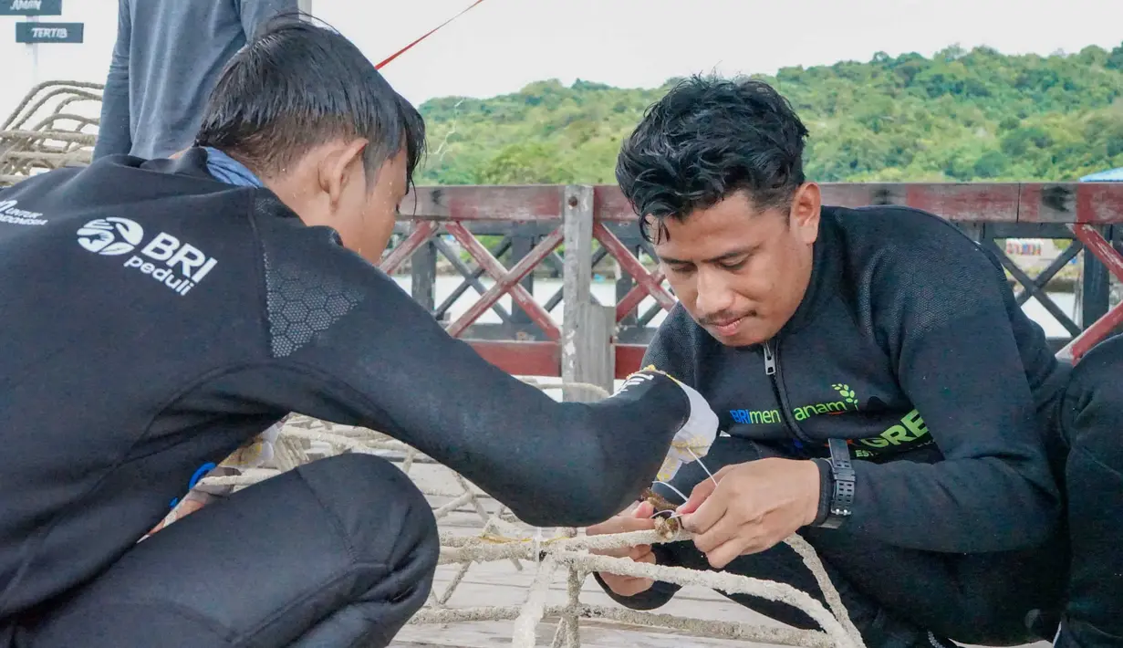 Selain itu, BRI Menanam - Grow & Green juga memberikan bantuan transplantasi terumbu karang sebanyak 1.800 fragmen dengan media tanam 100 buah spider web. (Dok BRI)