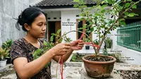10 Cara Merangsang Murbei dalam Pot Agar Berbuah Sepanjang Tahun, Buah Mulus Melimpah