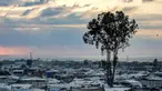Sebuah pohon terlihat di antara tenda-tenda yang menampung para pengungsi Palestina di Khan Yunis, Jalur Gaza selatan, pada 6 Oktober 2024. (Bashar TALEB/AFP)