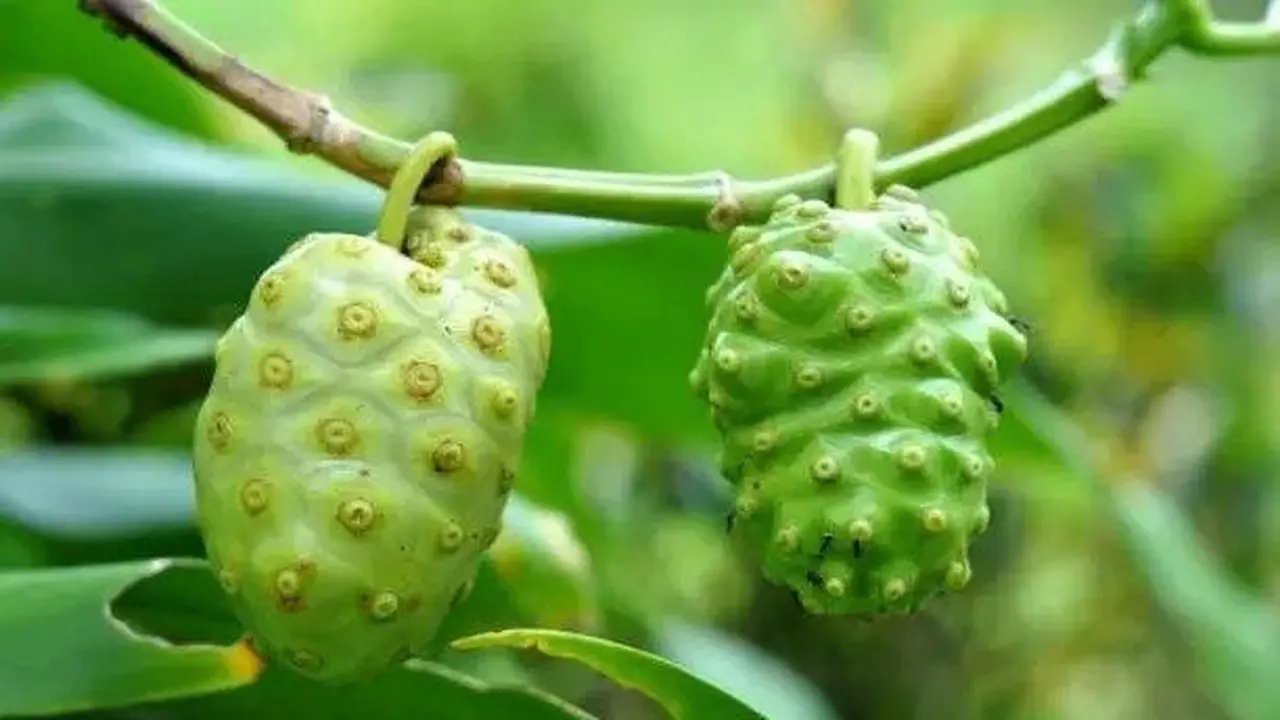 buah mengkudu