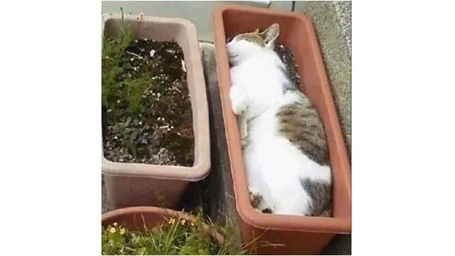 kucing tidur
