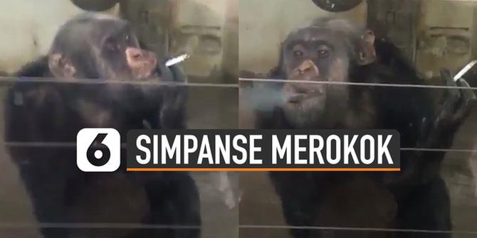 VIDEO: Duh, Simpanse Hisap Rokok Pemberian Pengunjung