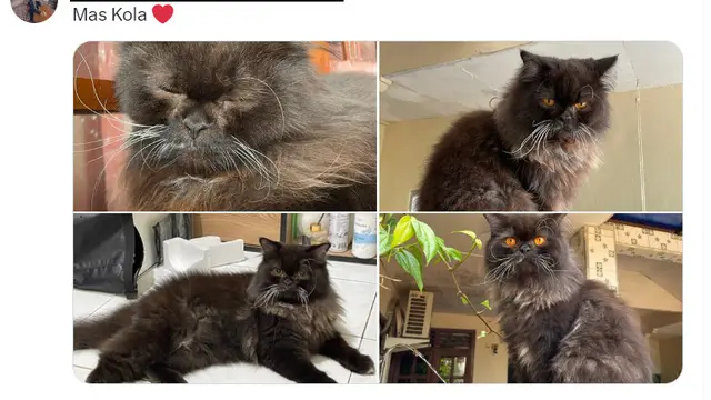Warganet berbagi foto kucing di Hari Kucing Sedunia (Twitter @agustin_wardani).