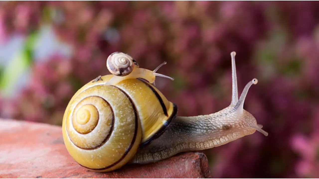Courtesy ShutterStock.com