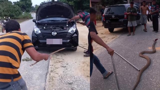 Mesin mobil jadi tempat sembunyi ular (TikTok/@rizal03121)