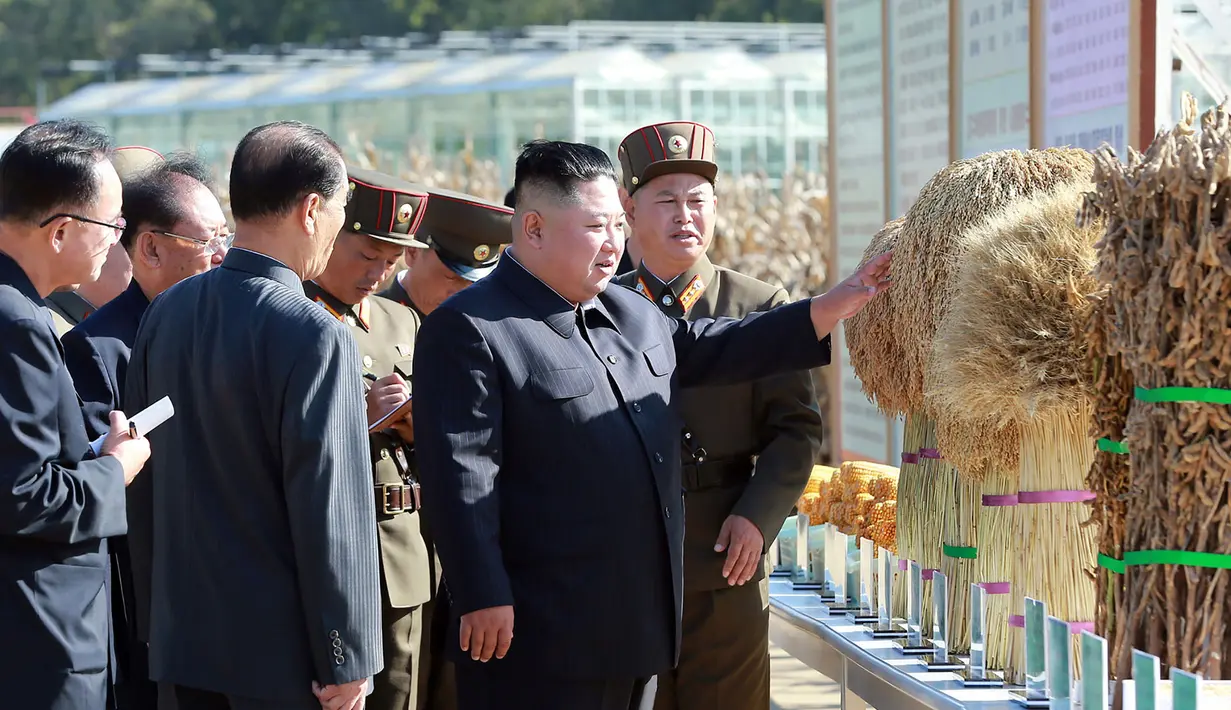 Gambar yang dirilis pada 9 Oktober 2019, pemimpin Korea Utara, Kim Jong-un memeriksa hasil panen saat mengunjungi Pertanian No. 1116 dari KPA Unit 810 di lokasi yang dirahasiakan. Ini merupakan penampilan perdana Kim sejak perundingan nuklir dengan AS tidak mencapai titik temu. (KCNA VIA KNS/AFP)