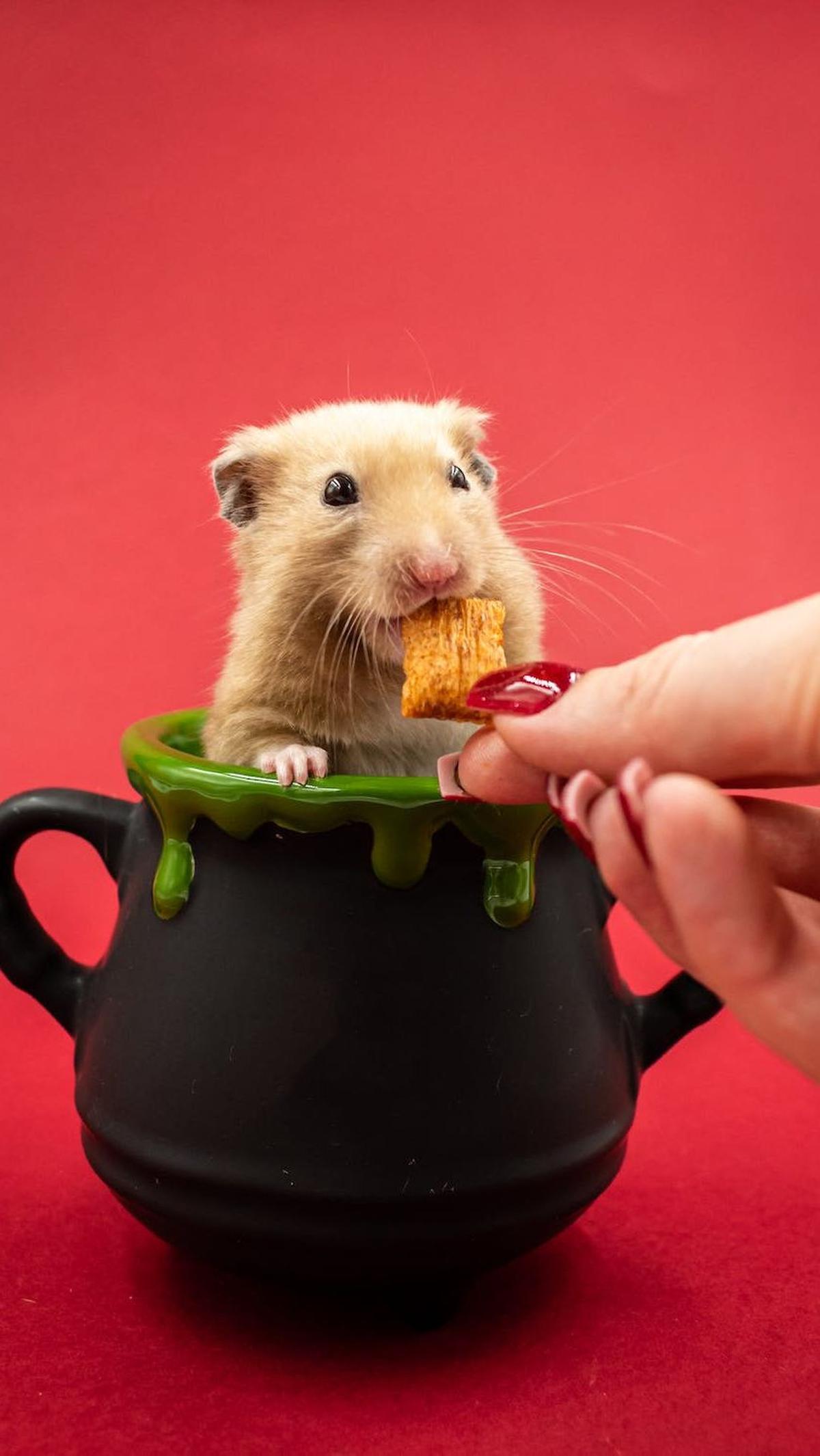 6. Hamster: Aktif dan Lucu, Hewan Pengerat yang Ramah