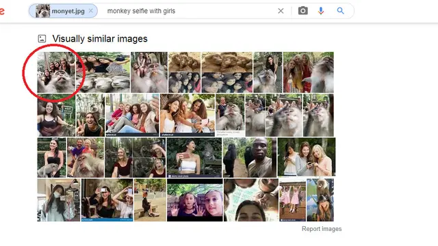 Hasil penelusuran Google Image monyet selfie