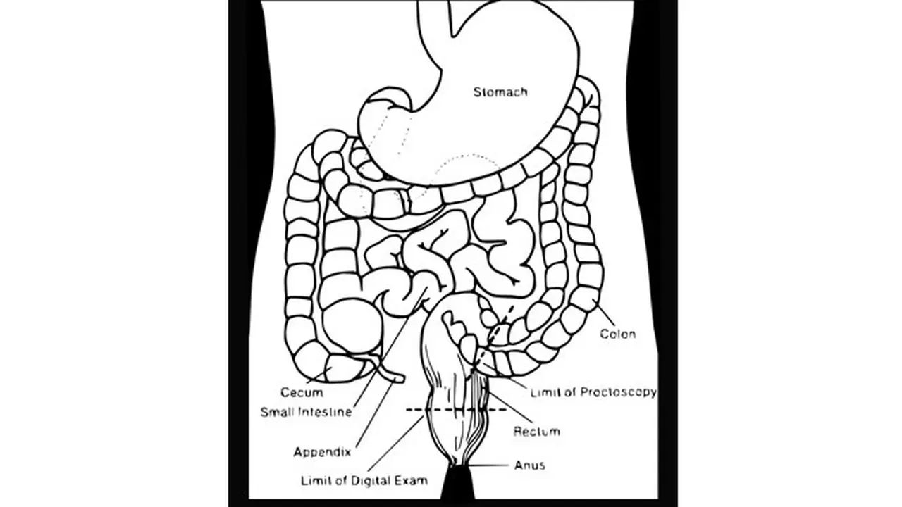 Ilustrasi usus besar