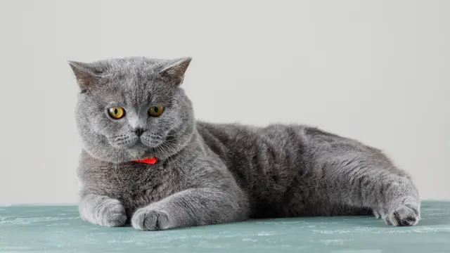 Grey Cat
