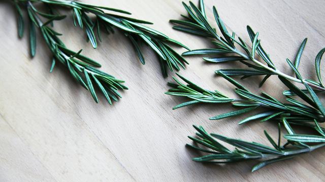 Ilustrasi rosemary
