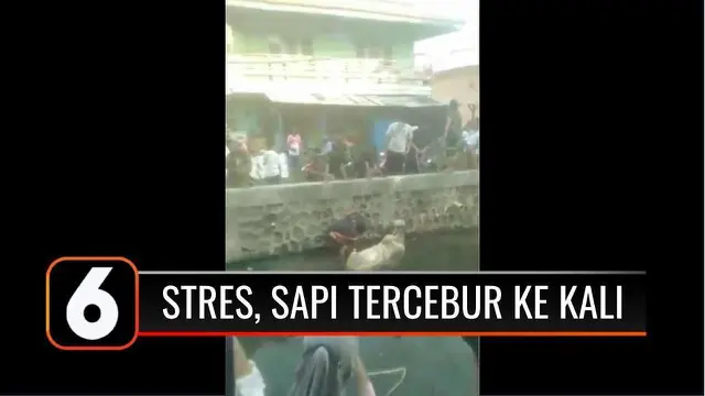 VIDEO : Diduga Stres, Seekor Sapi Kabur Hingga Tercebur ke Aliran Kali