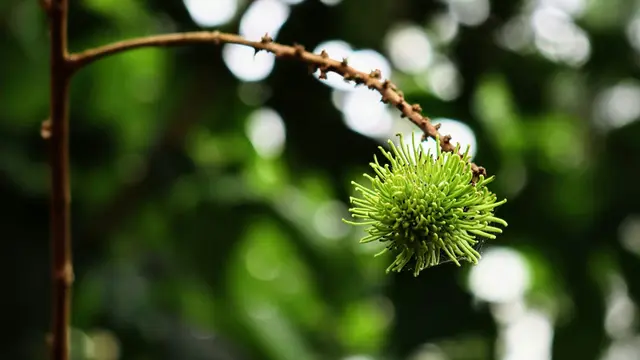 Ilustrasi Pohon Rambutan/Photo by Gorbin Philip on Unsplash