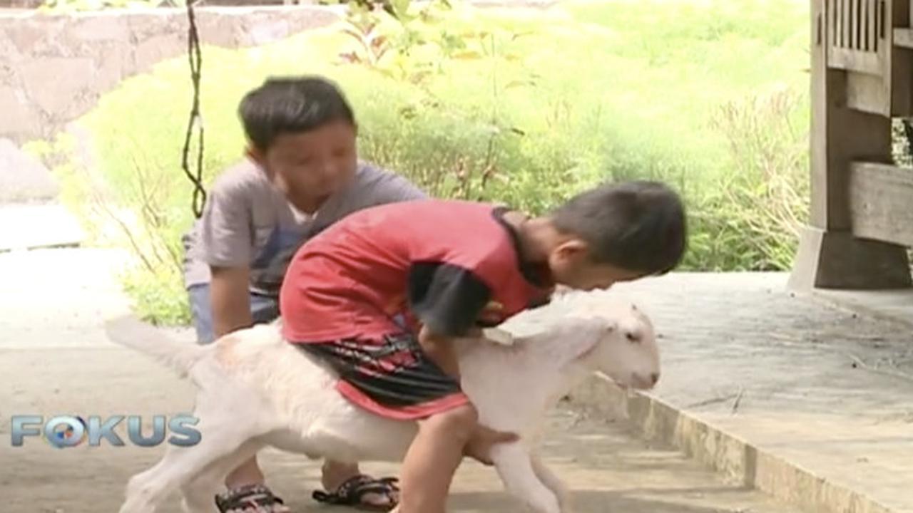 Di Tempat Ini Anak-Anak Bisa Berinteraksi dengan Kambing Etawa